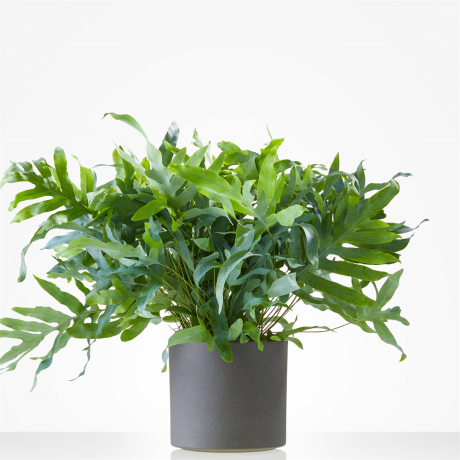 Plant IJzervaren incl. pot